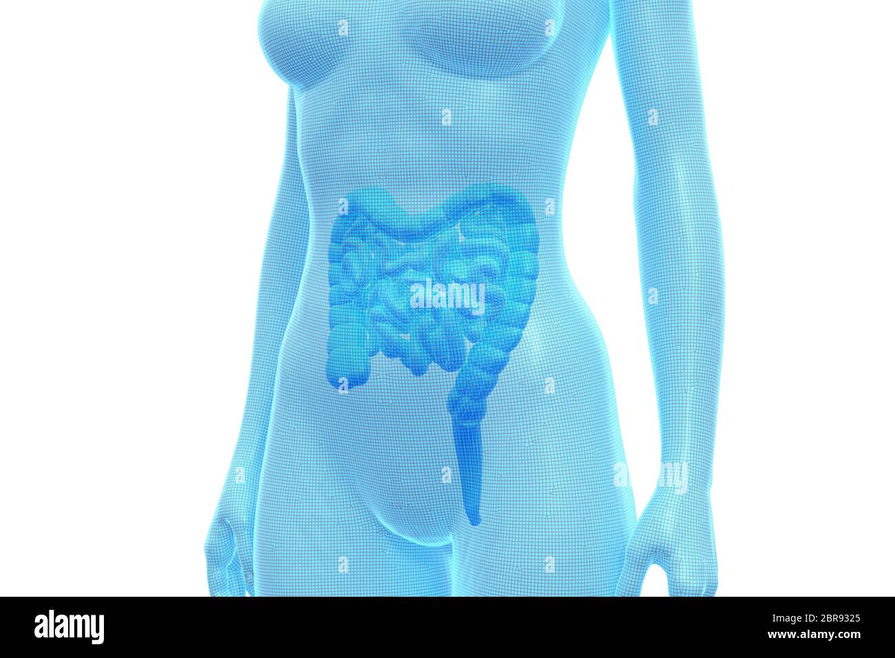 Intestino, corpo umano femminile, organo interno, Illustrazione 3D medica Foto Stock