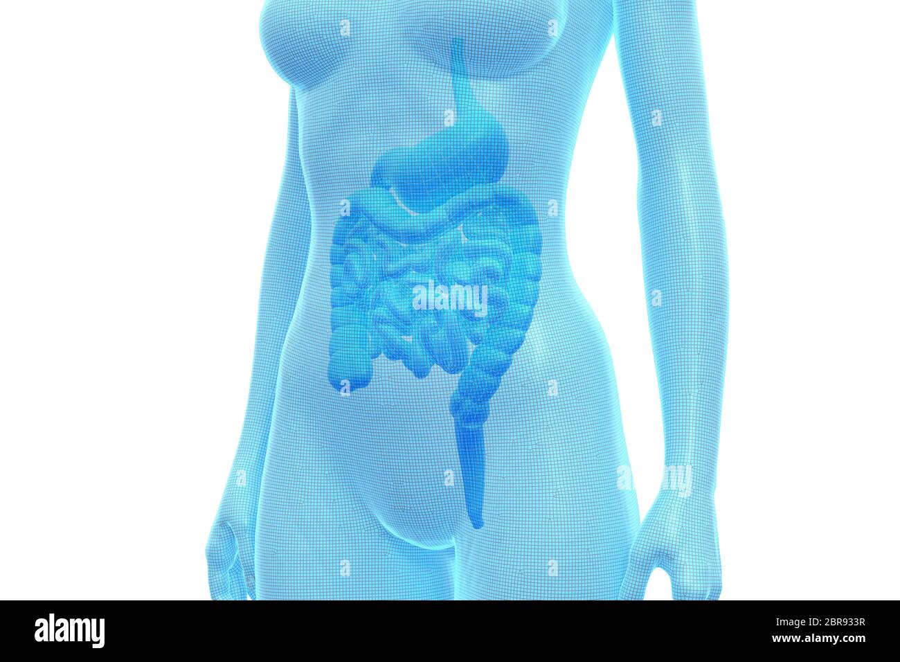 Stomaco e intestino, corpo umano femminile, organo interno, Illustrazione 3D medica Foto Stock