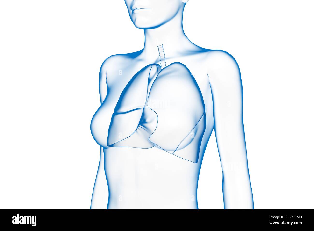 Polmone, corpo umano femminile, organo interno, Illustrazione 3D medica Foto Stock