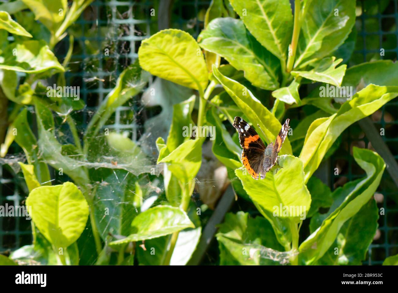 Un bel nero e arancione farfalla su una foglia verde Foto Stock