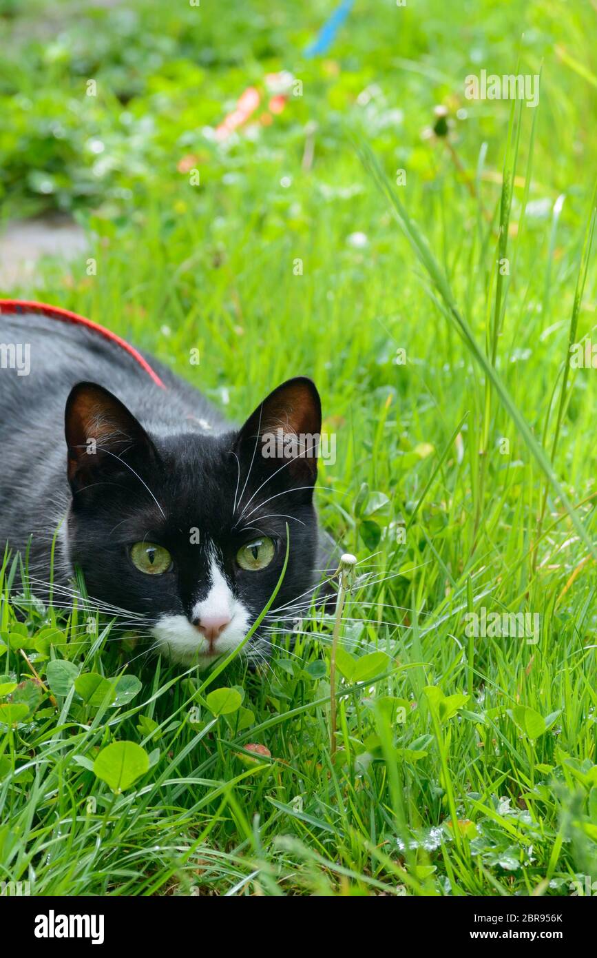 Bella in bianco e nero gatto riprodotto nell'erba verde Foto Stock