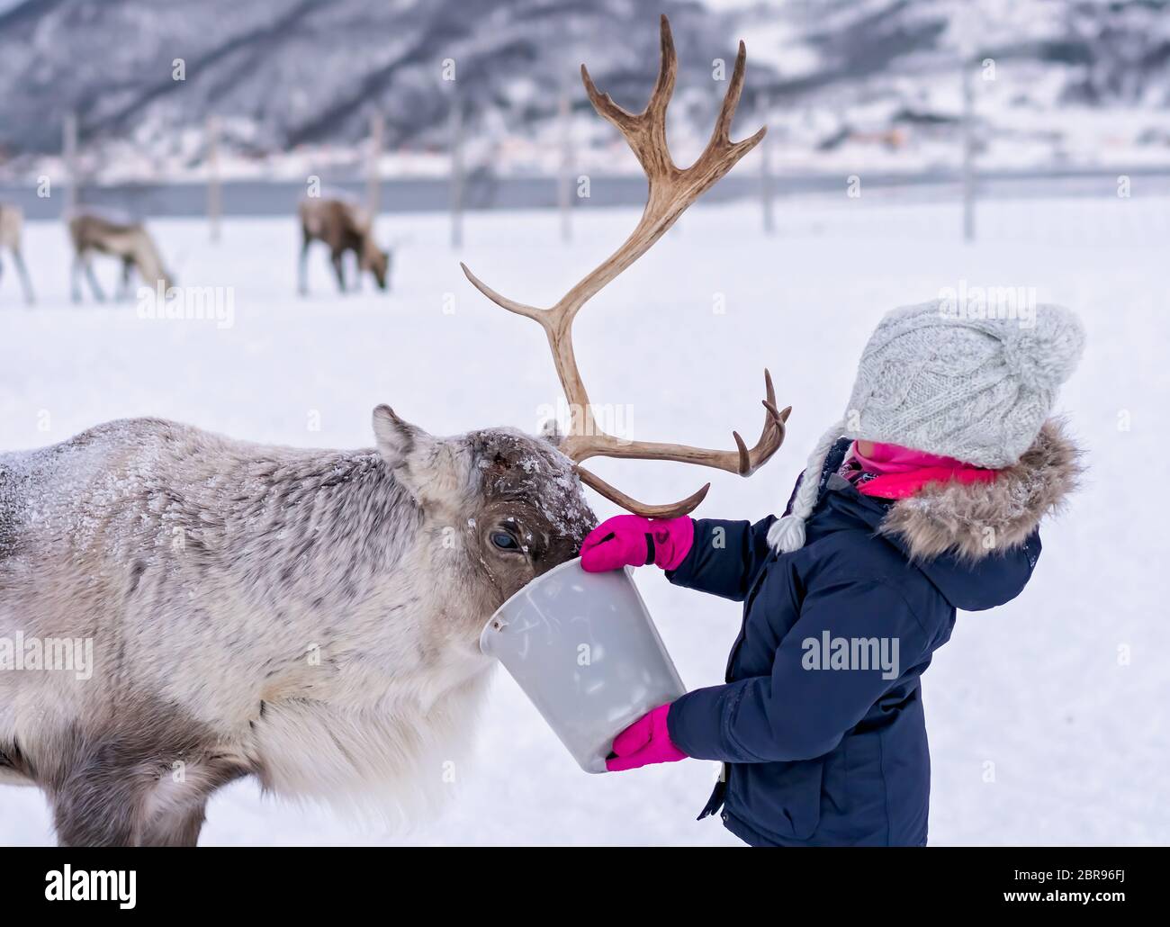 Bambina in una calda giacca invernale alimentando le renne in inverno, regione di Tromso, Norvegia settentrionale Foto Stock