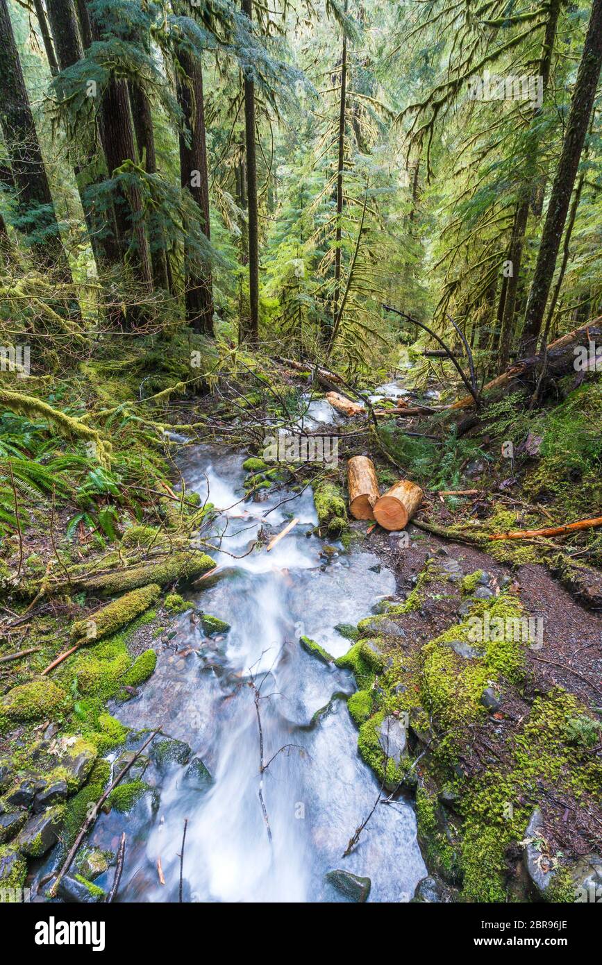 Lover's Lane Fall, caduta d'acqua prima di Sol duc Fall in Olympic National Park area, Washington, usa. Foto Stock