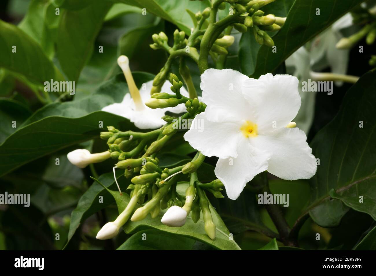 Jasmine Flower, primo piano di fiori tropicali profumati con gemme Foto Stock