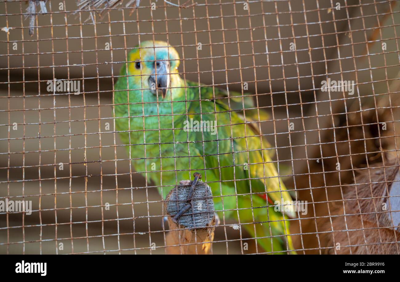 Yellow Head amazon pappagallo in gabbia e pronto per la vendita in un negozio di animali domestici. Foto Stock