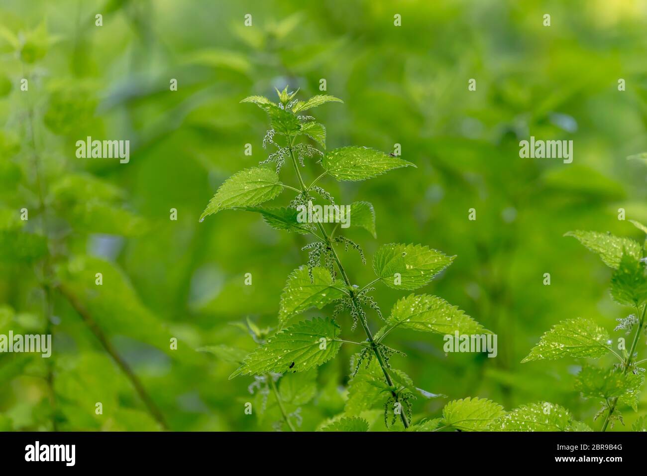 Unico ortica pianta nella parte anteriore del green sfocato ortica sfondo Foto Stock