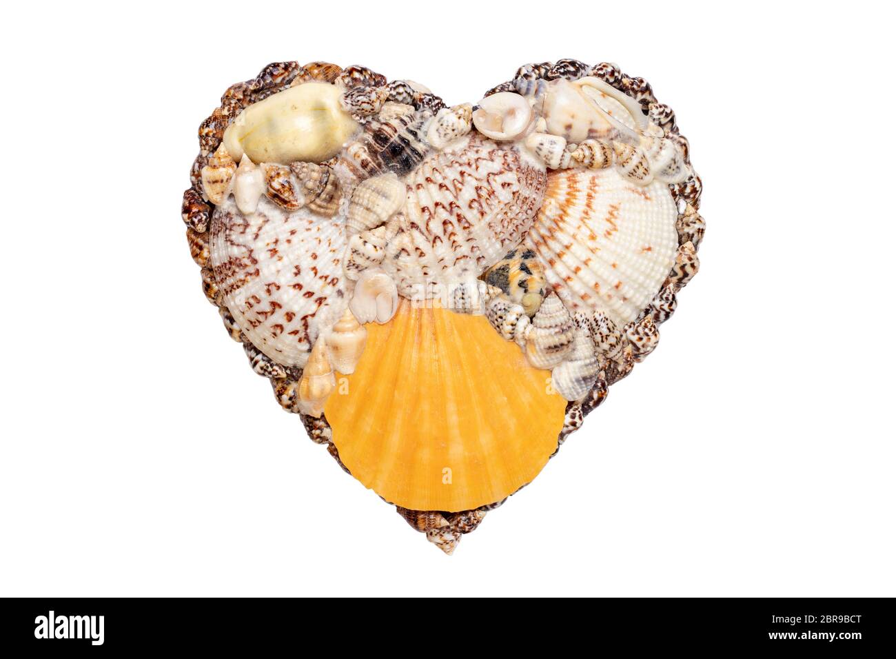 Cuore conchiglia di mare sullo sfondo. Primo piano della conchiglia cuore isolato su uno sfondo bianco. Elemento di design per San Valentino, Wedding, madre di giorno o di altri holid Foto Stock