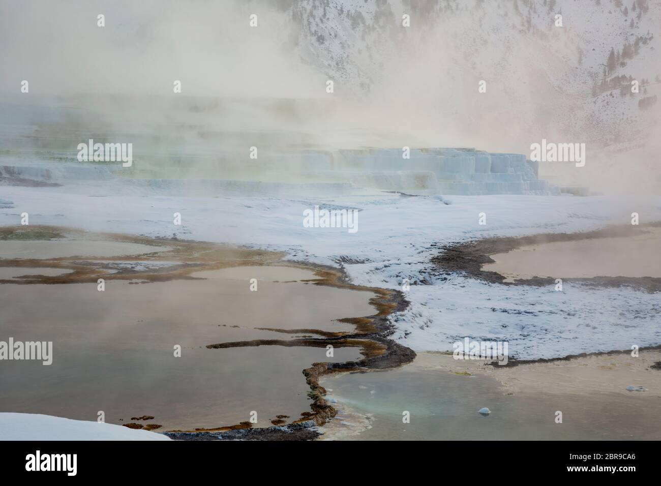 WY04499-00....WYOMING - vapore che sale dalla cima della primavera delle Canarie in una mattina d'inverno sulla terrazza principale alle sorgenti termali di Mammoth della nazione di Yellowstone Foto Stock