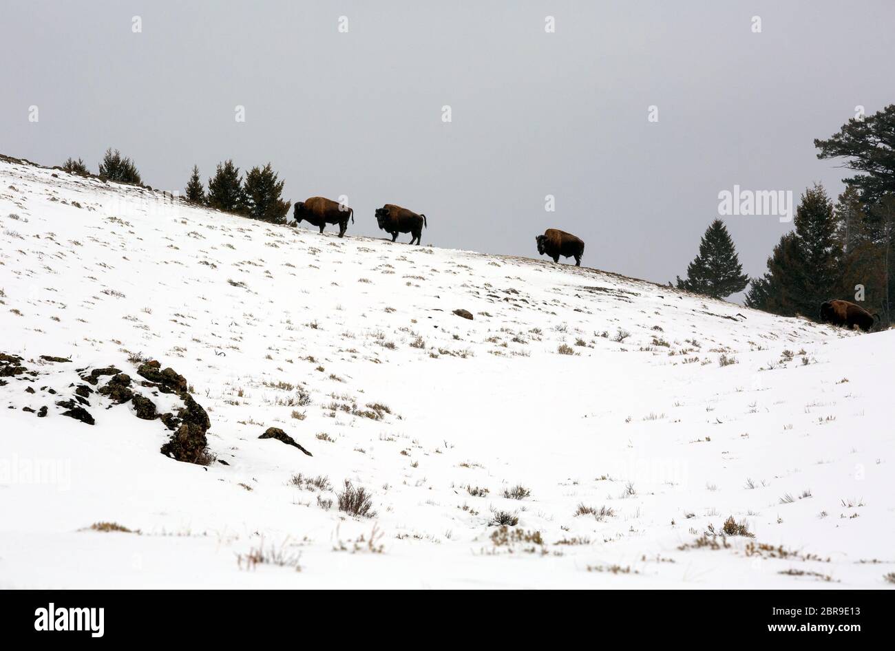 WY04518-00....WYOMING - Bison skylined lungo il ridgecrest visto dalla pista da sci dell'altopiano di Blacktail nel Parco Nazionale di Yellowstone. Foto Stock