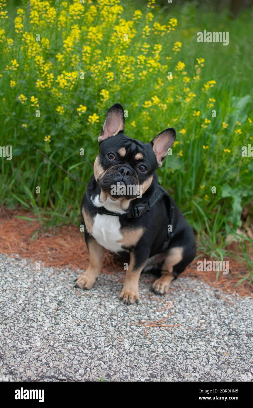 Bulldog francese Foto Stock