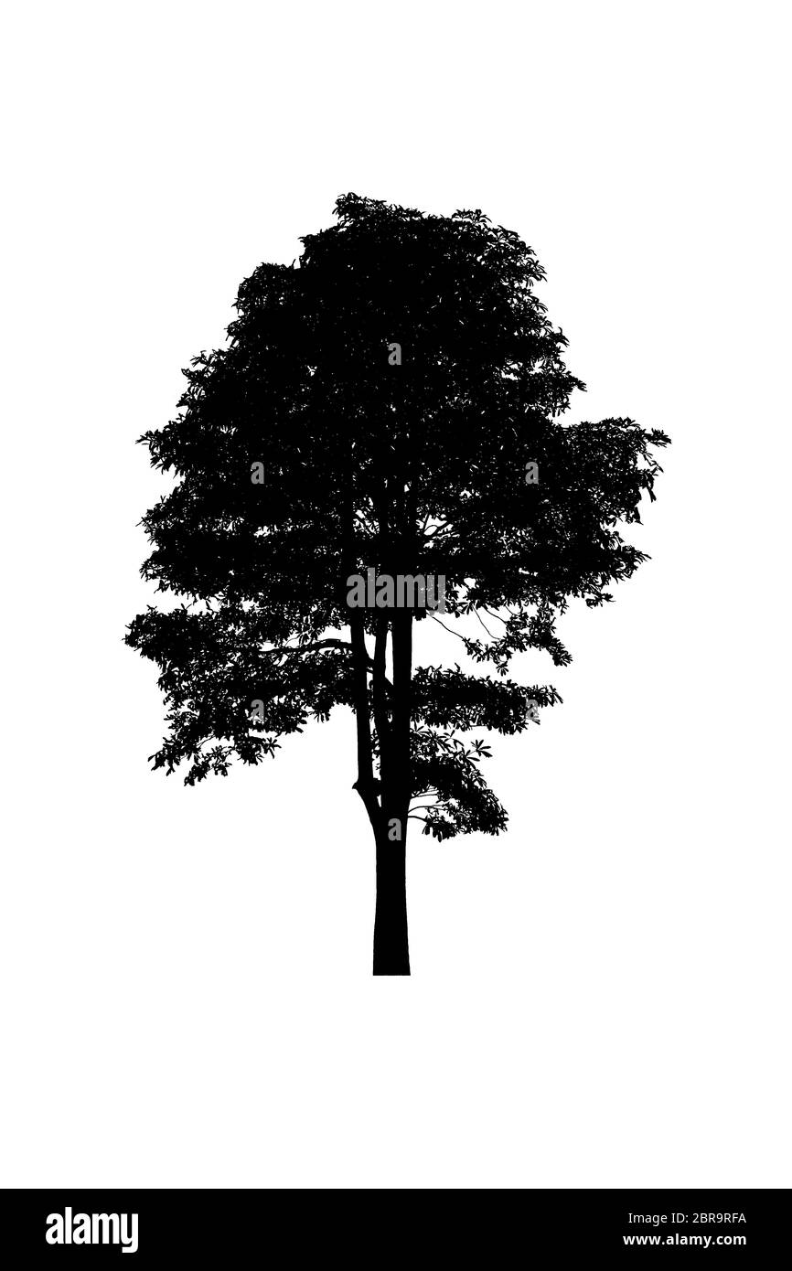 silhouette albero bella isolato su sfondo bianco Foto Stock