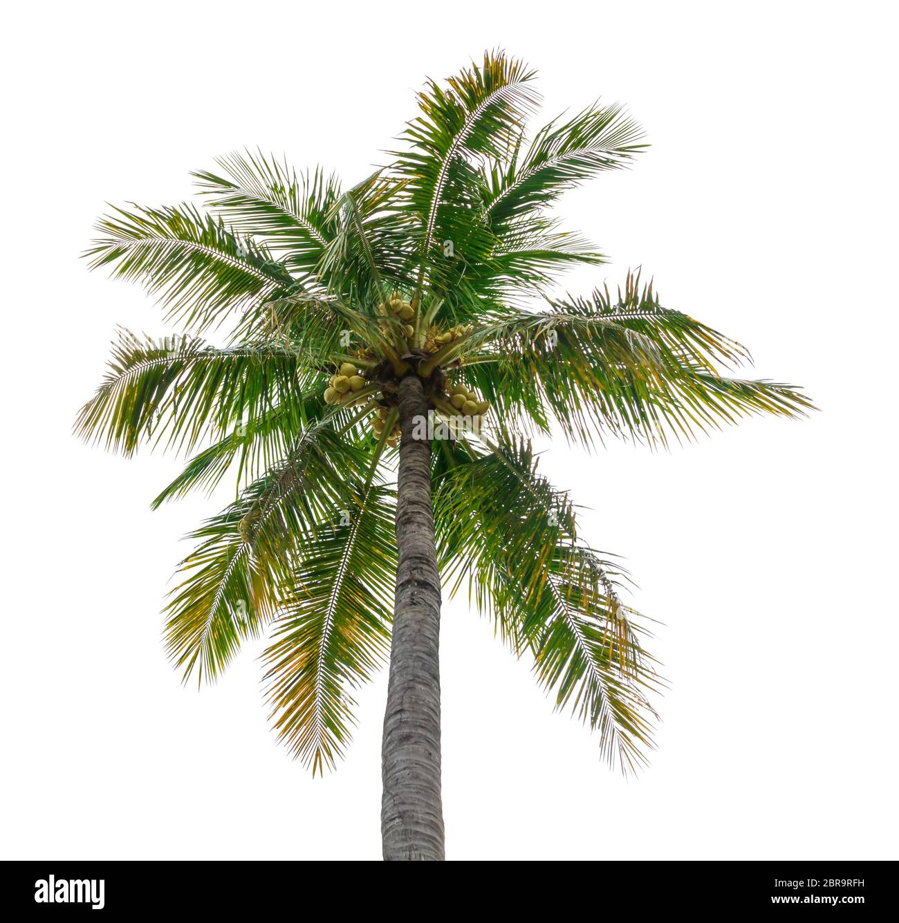 albero di cocco isolato bello su sfondo bianco Foto Stock