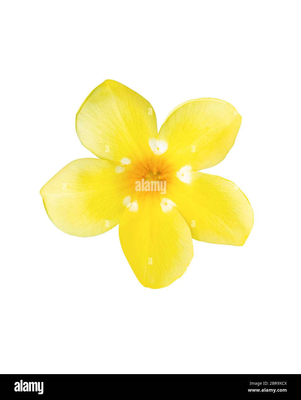 golden tromba fiore pianta. Catartica di Allamanda isolata su sfondo bianco. Foto Stock