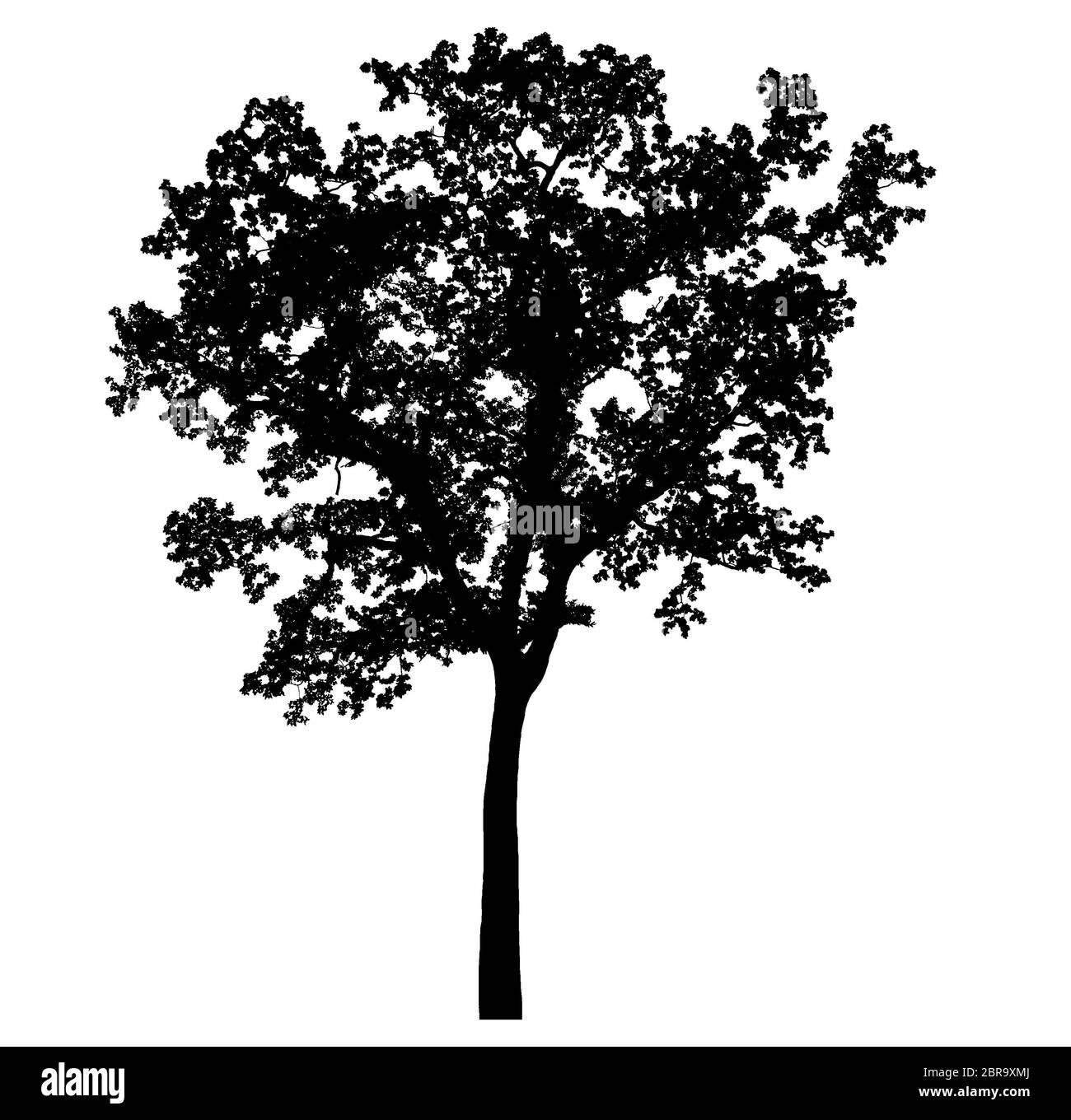 silhouette albero bella isolato su sfondo bianco Foto Stock