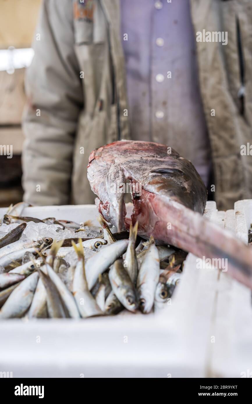 Pesce spada di grandi dimensioni sulla parte superiore delle scatole di polistirolo di pesce appena pescato su una barca dei pescatori nel porto di Zante, Zante città, isola del Mar Ionio, Grecia Foto Stock