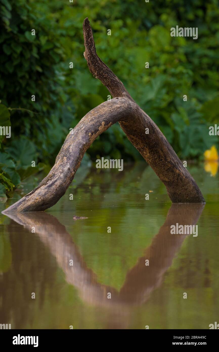 Albero caduto arty e riflessi nel lago di Gatun, il parco nazionale di Soberania, provincia di Colon, Repubblica di Panama. Foto Stock