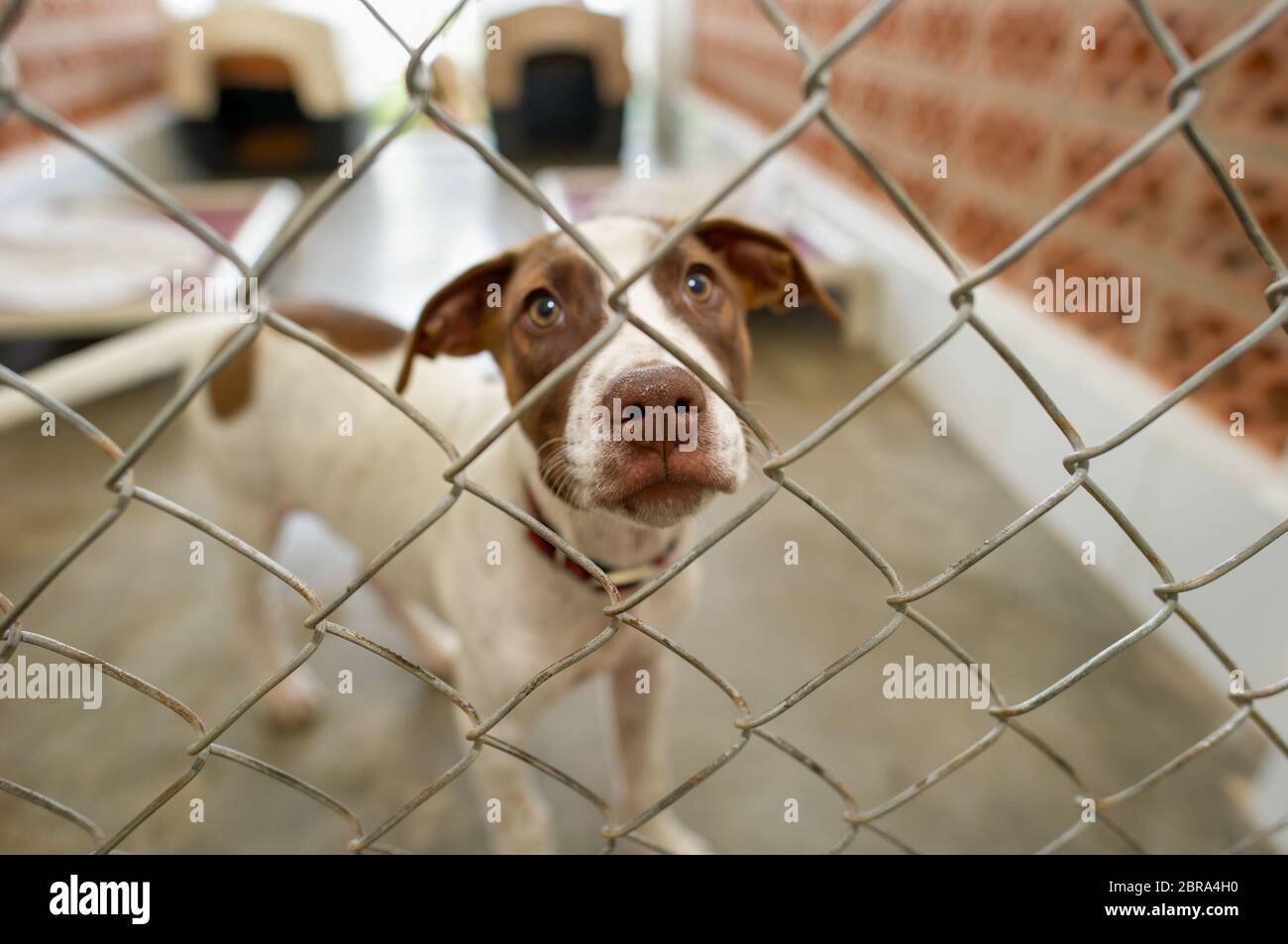 Un cane di salvataggio a un Shelter animale sta guardando attraverso la recinzione Foto Stock