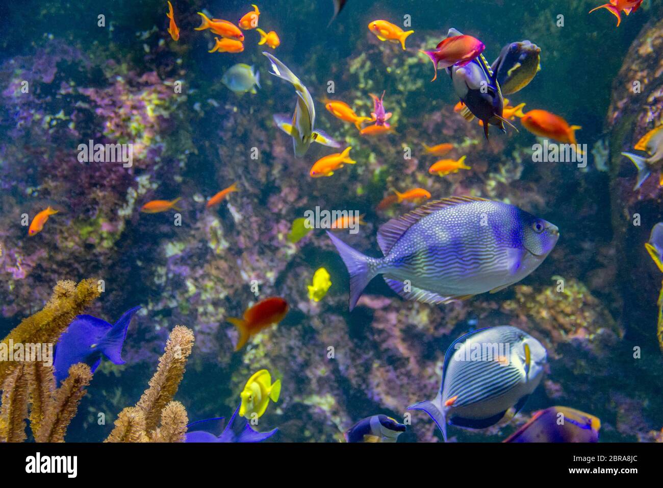paesaggio acquatico con molti pesci colorati della barriera corallina Foto Stock