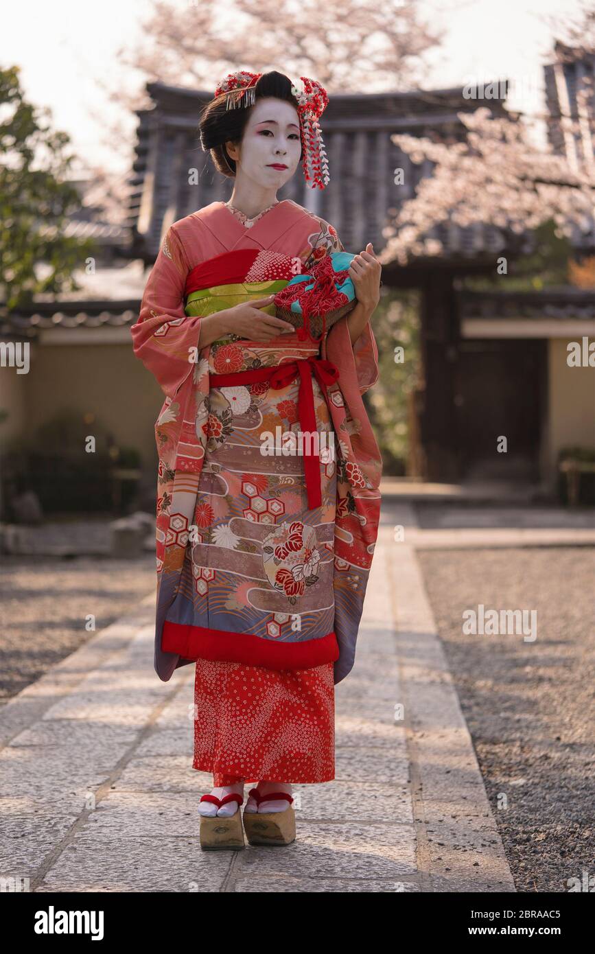 Maiko in un kimono a piedi su un percorso di pietra di fronte al gate di un  tradizionale tempio Giapponese circondata da fiori di ciliegio in sunset  Foto stock - Alamy