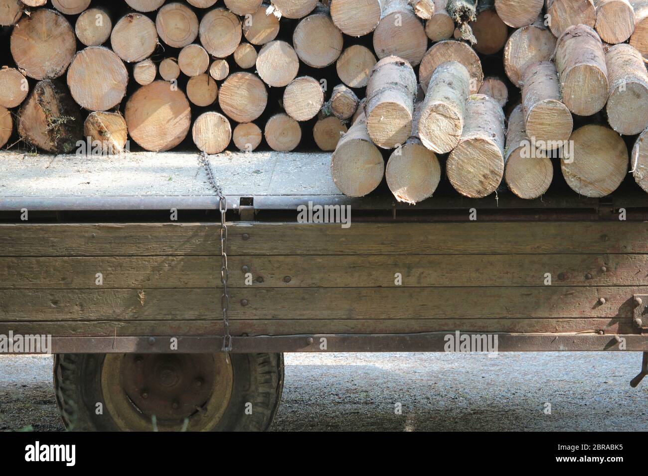 Mit Holz beladener Traktoranhänger Foto Stock