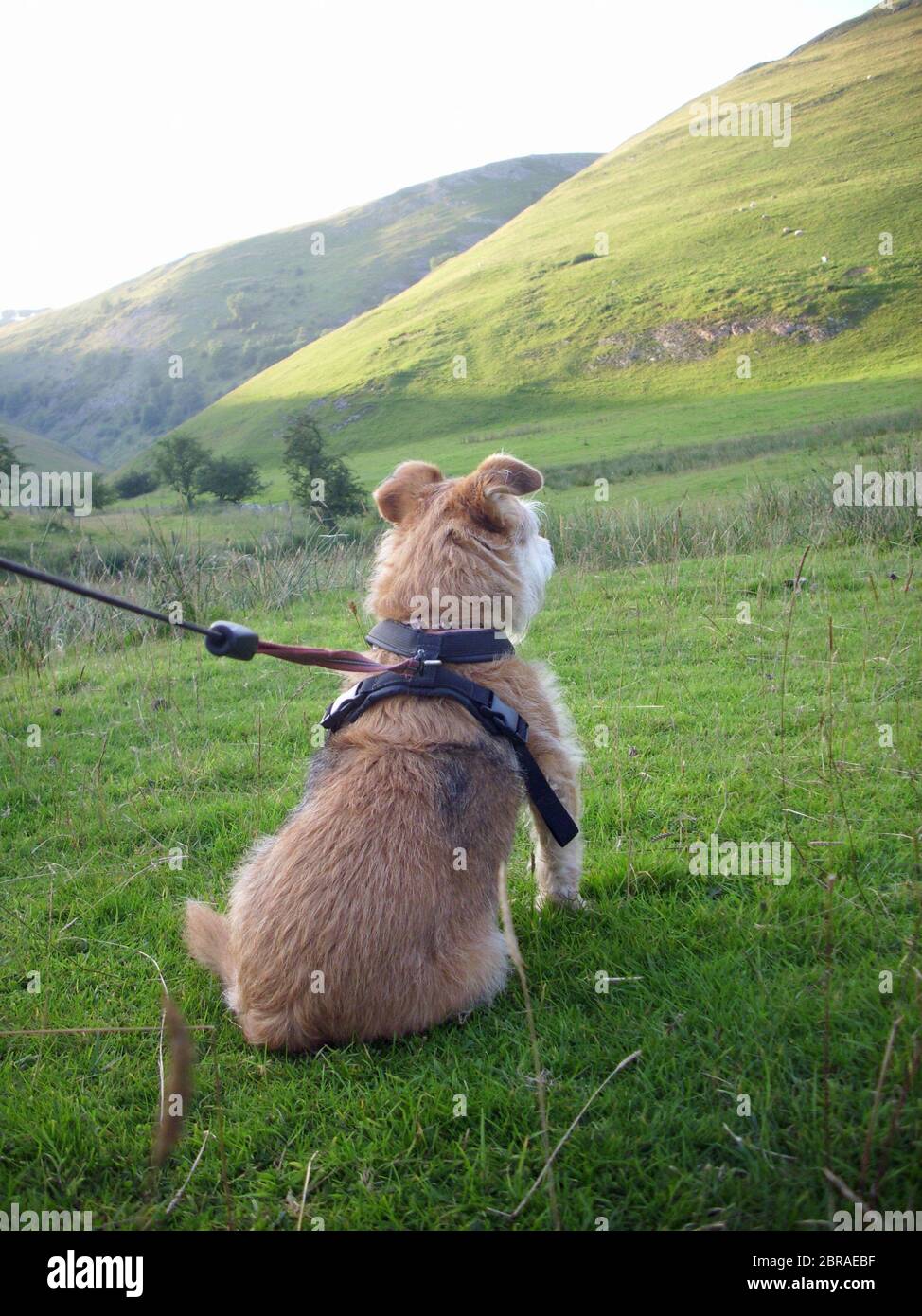 Carino marrone chiaro Jack Russell croce Yorkshire terrier mongrel cane animale domestico wating per andare per una passeggiata in fondo a una collina che indossa un imbracatura nera. Foto Stock