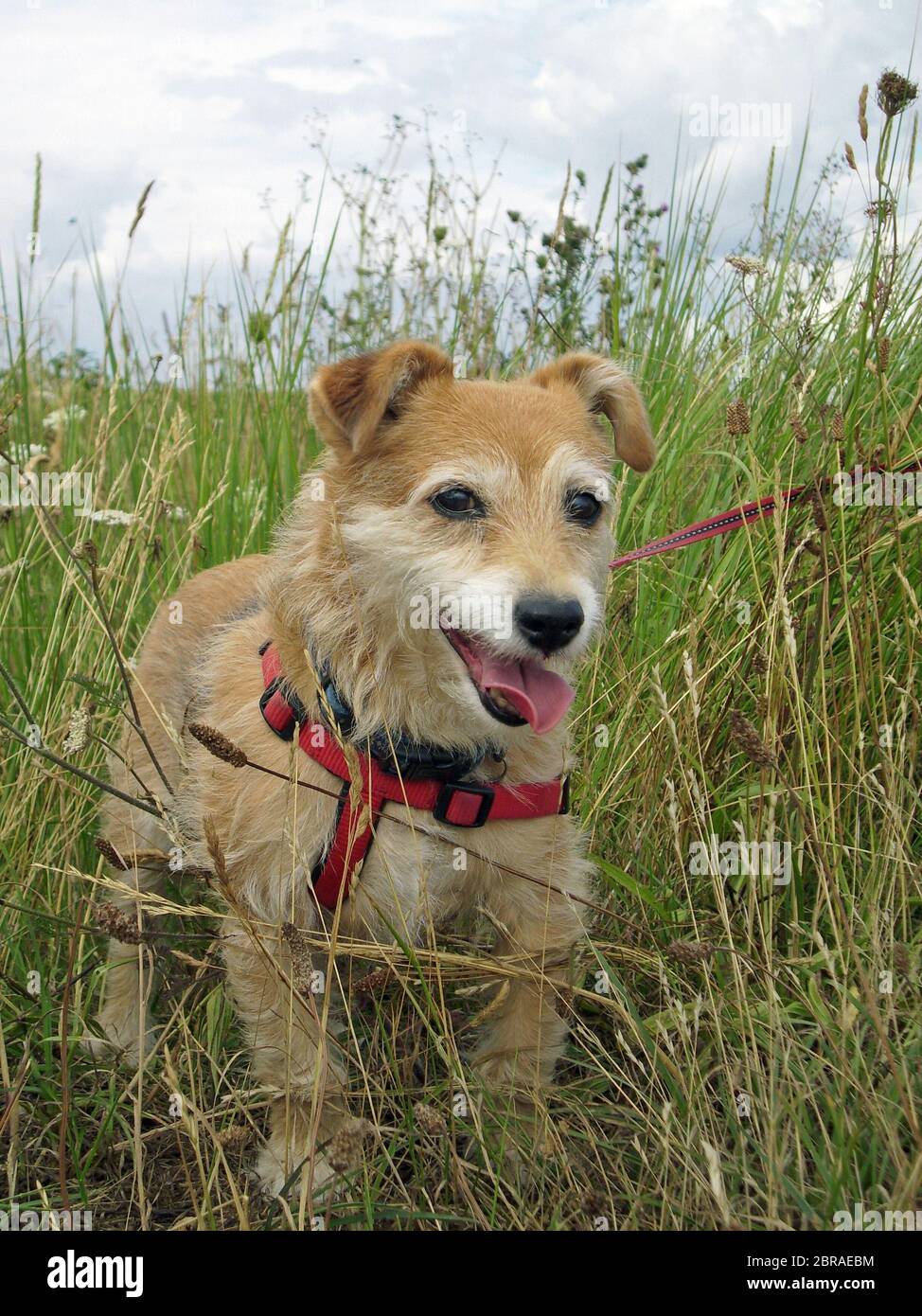 Panting carino Jack Russell croce Yorkshire terrier mongrel cane con imbracatura rossa e piombo in erba lunga. Foto Stock