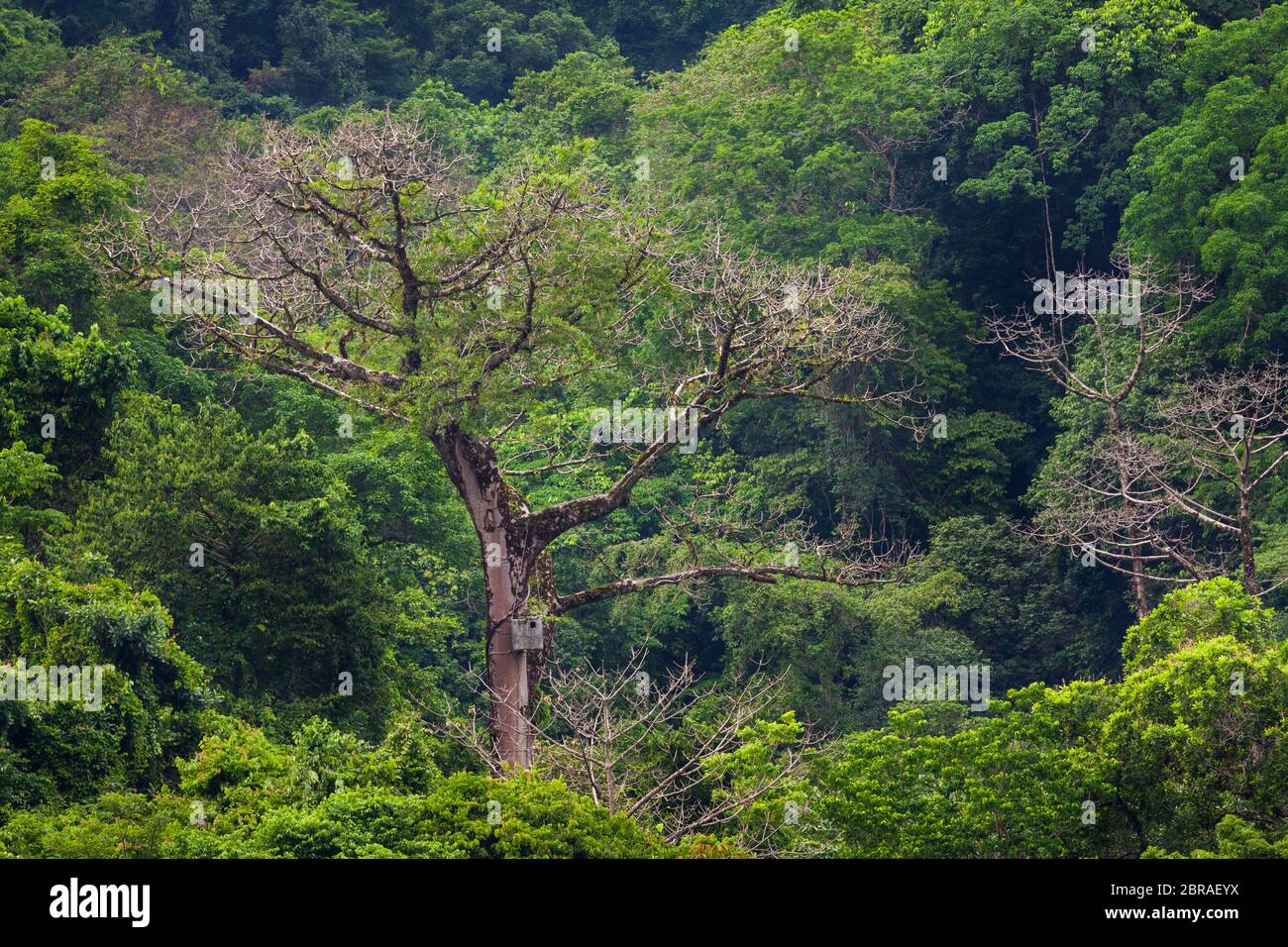 Grande albero cuipo, la platanifolia di Cavanillesia, torri sopra la foresta pluviale baldacchino nel parco nazionale di Cerro Hoya, provincia di Veraguas, Repubblica di Panama. Foto Stock