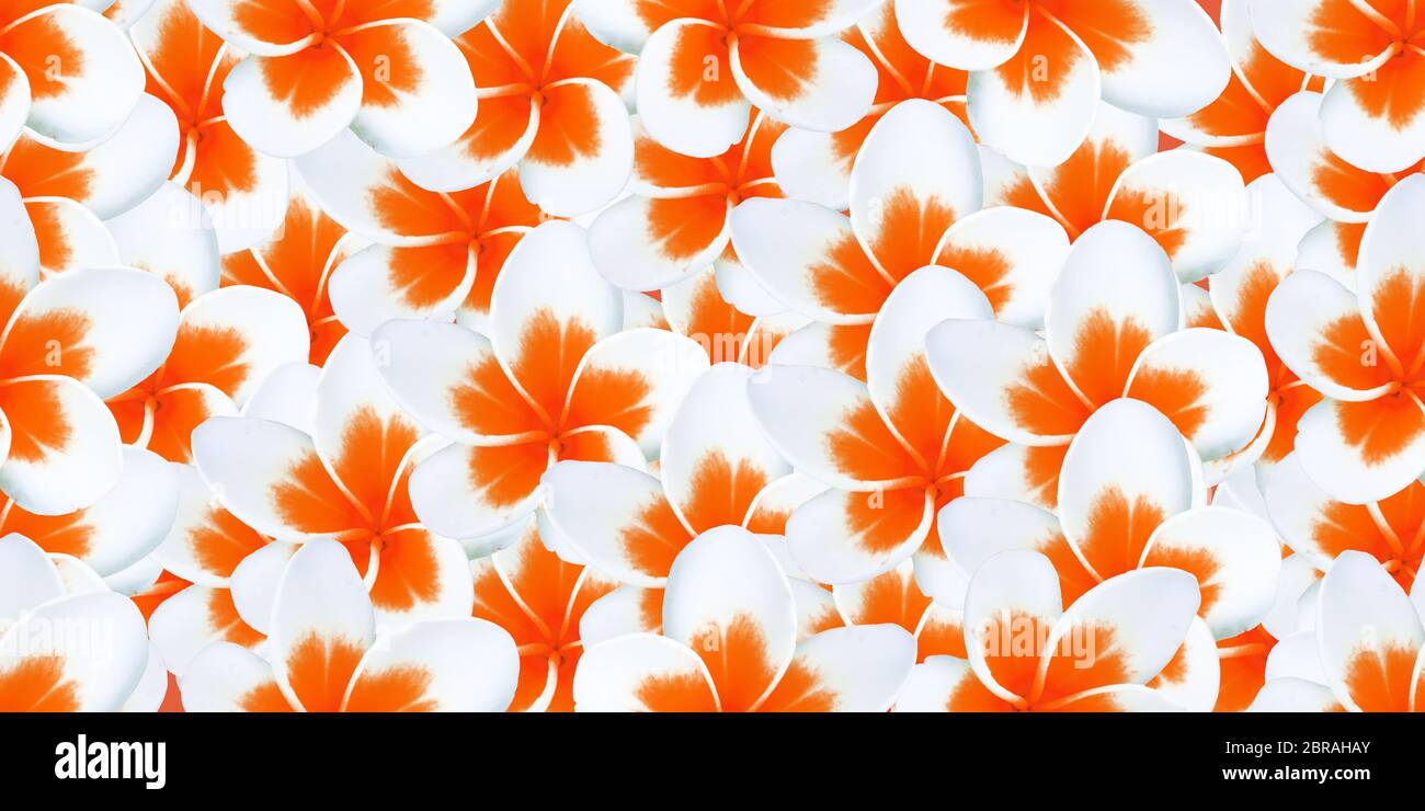 bella senza giunture sfondo fiore naturale uso per il web , carta da imballaggio , stampa tessuto , carta da parati Foto Stock