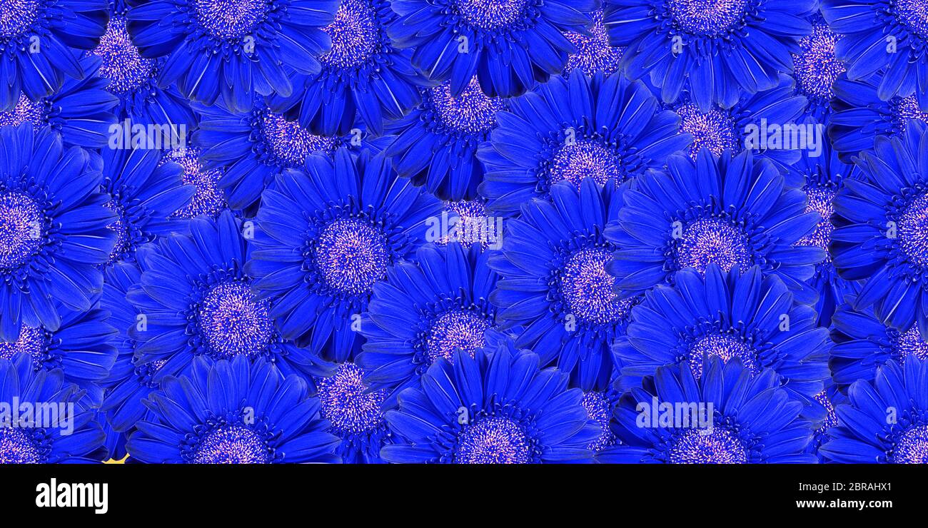 bella senza giunture sfondo fiore naturale uso per il web , carta da imballaggio , stampa tessuto , carta da parati Foto Stock