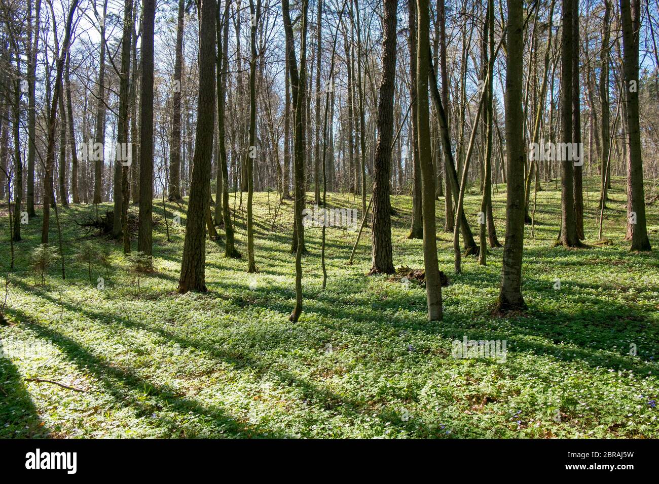 La foresta oggi, all'esecuzione ebraica, tomba di massa e monumento commemorativo nei boschi di Vidzgiris vicino Alytus, Lituania. Foto Stock