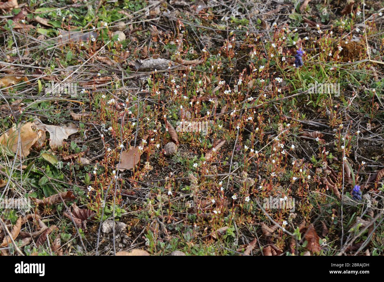 Tridattiliti sassifraga, Rue-Leaved Saxifrage. Pianta selvatica sparato in primavera. Foto Stock