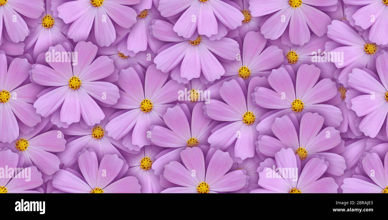 bella senza giunture sfondo fiore naturale uso per il web , carta da imballaggio , stampa tessuto , carta da parati Foto Stock