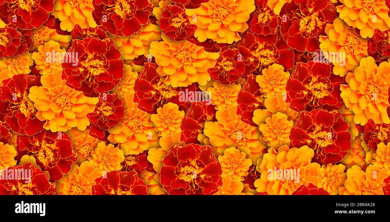 bella senza giunture sfondo fiore naturale uso per il web , carta da imballaggio , stampa tessuto , carta da parati Foto Stock