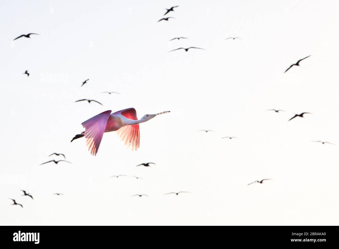 La spatola di rosato (Platalea ajaja) vola vicino all'isola degli uccelli (Isla de los Pajaros) a Topolobampo, Sinaloa, Messico. Foto Stock