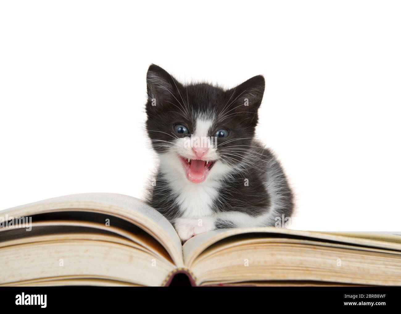 Adorabile piccolo kitten nero e bianco di tuxedo seduto su un grande libro di storia, bocca aperta guardando direttamente lo spettatore. Isolato su bianco Foto Stock
