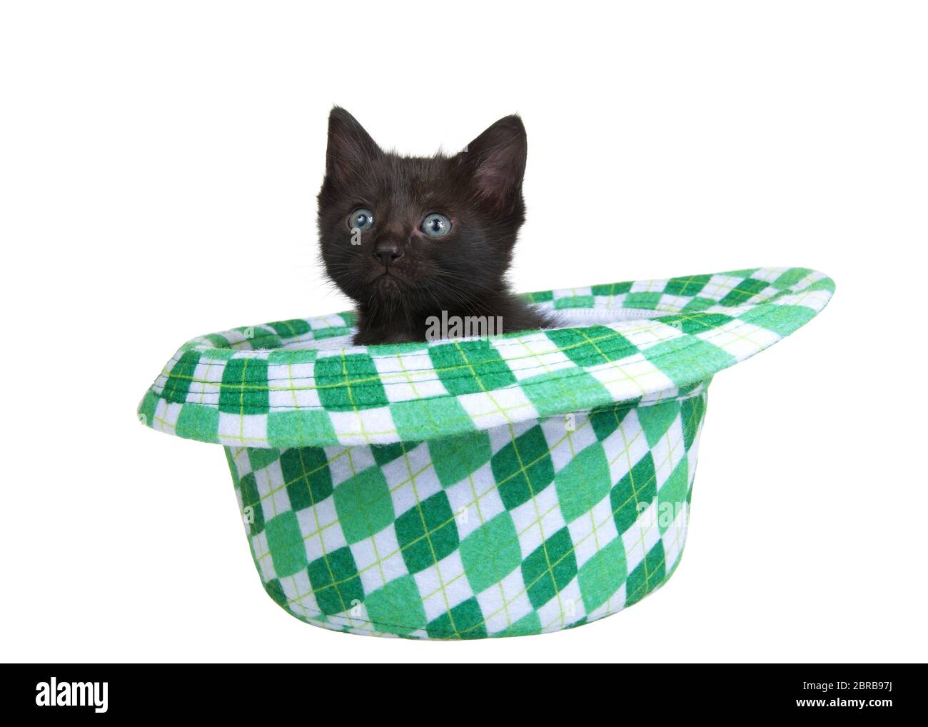 Un gattino nero seduto in un cappello a scacchi in stile fedora a tema San Patrizio, isolato su sfondo bianco. Tema di festa divertente con i gatti Foto Stock