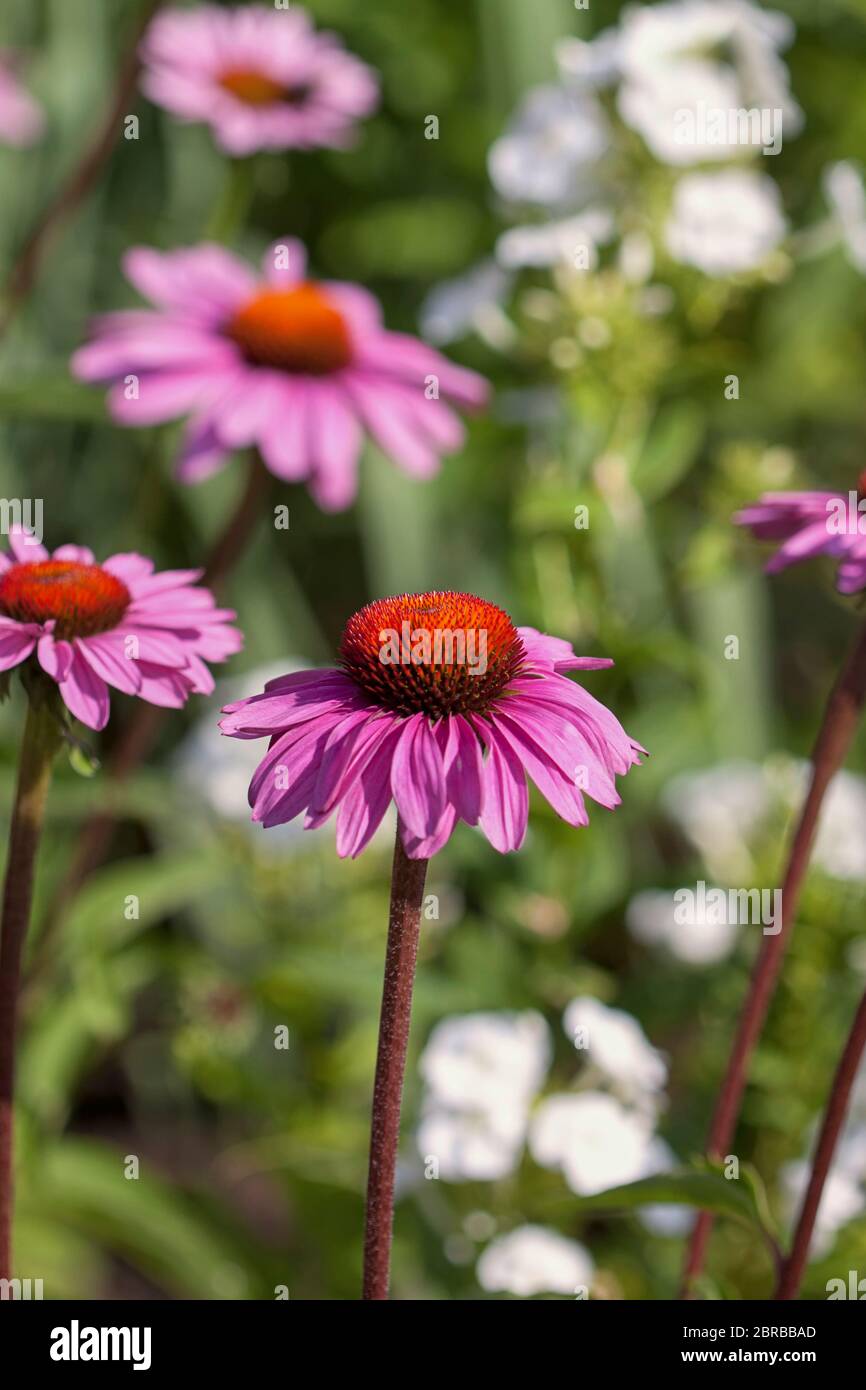 fiori di cono echinacea fiori di giardino in luce solare su un prato di fiori Foto Stock