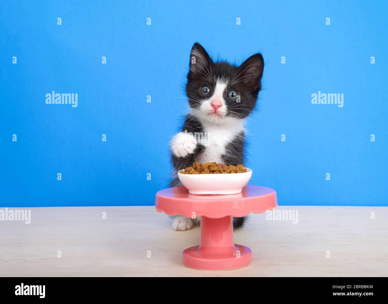 Piccolo gattino nero e bianco di tuxedo seduto su un pavimento di legno dietro un piccolo tavolo a piedistallo con una piccola ciotola di cibo di dimensione di morso di gattino, una zampa che raggiunge Foto Stock