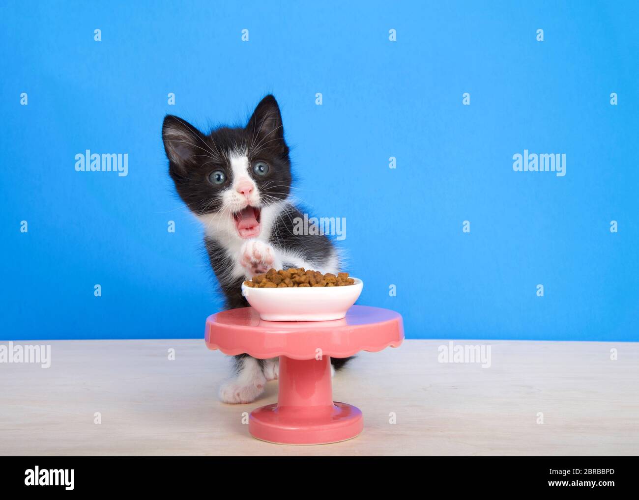 Piccolo gattino nero e bianco di tuxedo seduto su un pavimento di legno dietro un piccolo tavolo a piedistallo con una piccola ciotola di cibo di dimensione di morso di gattino, una zampa che raggiunge Foto Stock