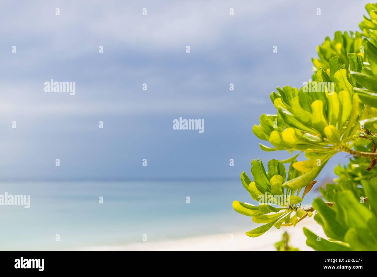 Bellissima spiaggia delle isole Maldive con alberi di mangrovie, sabbia bianca, acqua trasparente blu chiaro con barriere coralline, verdi piante di foresta tropicale Foto Stock