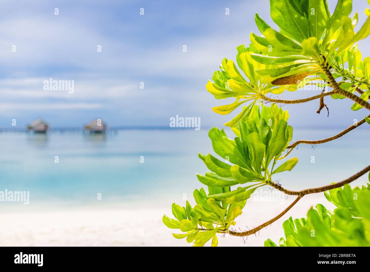 Bellissima spiaggia delle isole Maldive con alberi di mangrovie, sabbia bianca, acqua trasparente blu chiaro con barriere coralline, verdi piante di foresta tropicale Foto Stock