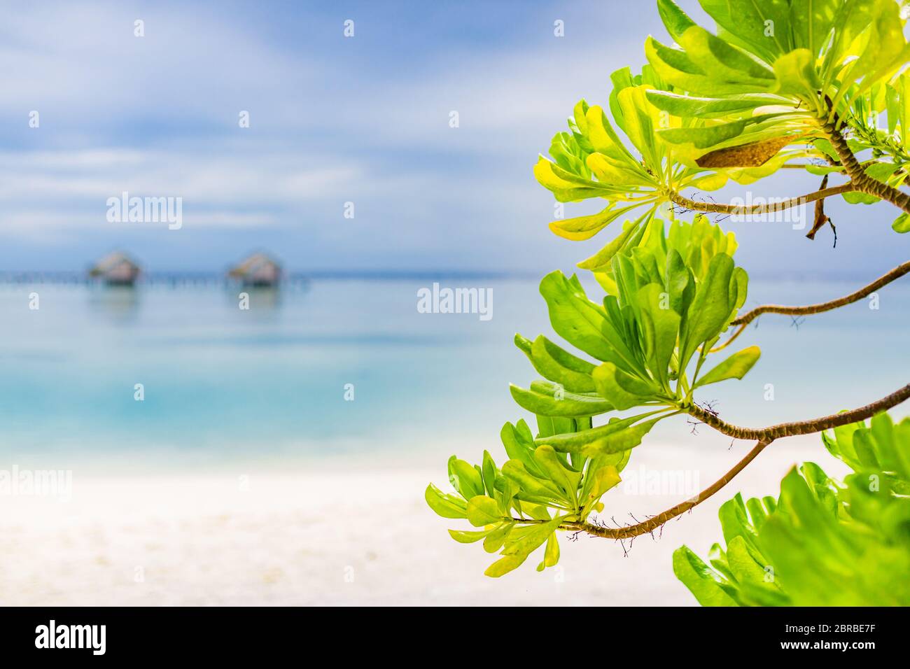 Bellissima spiaggia delle isole Maldive con alberi di mangrovie, sabbia bianca, acqua trasparente blu chiaro con barriere coralline, verdi piante di foresta tropicale Foto Stock