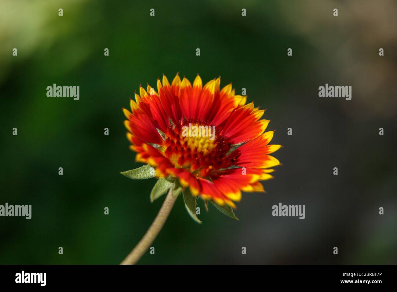 Bel fiore rosso alla luce di una giornata di sole. Macrofotografia. Profondità bassa . fuoco selettivo Foto Stock