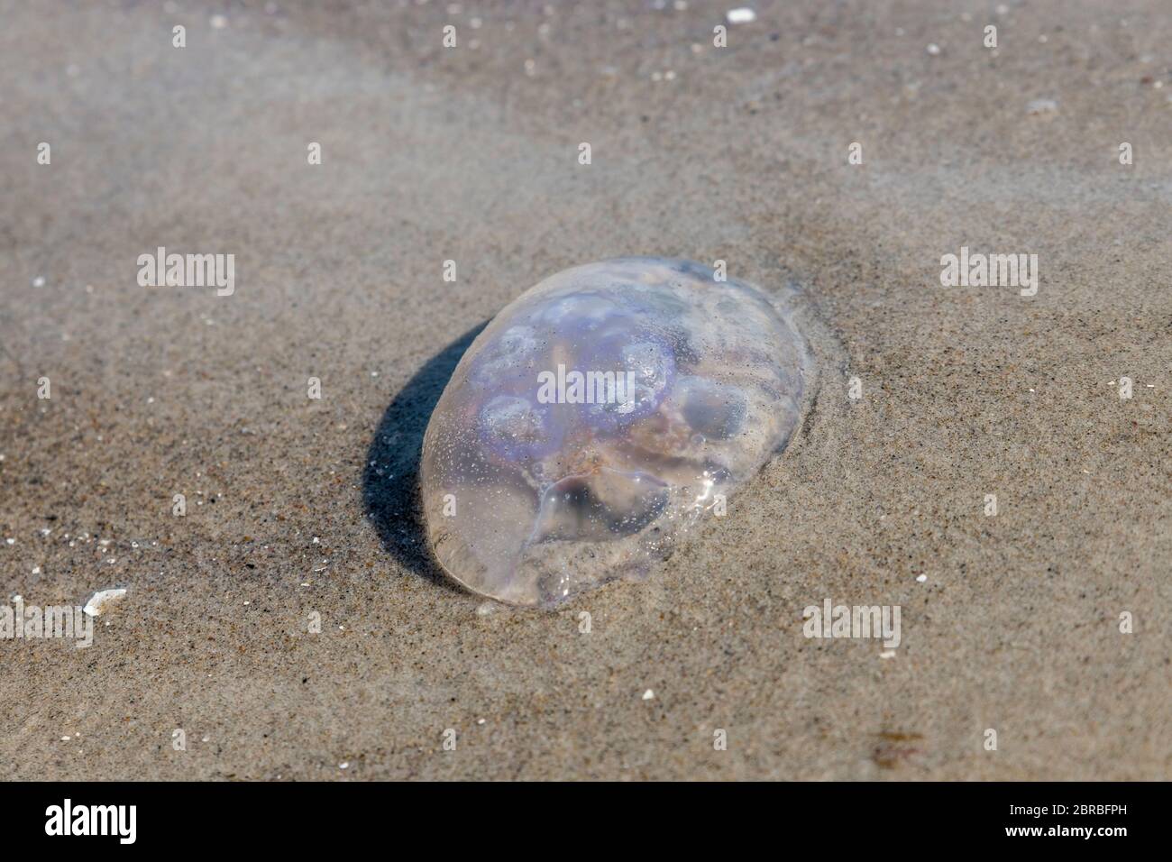 La Medusa è situato sulla spiaggia di tedesco del Mar Baltico con le onde e sabbia Foto Stock