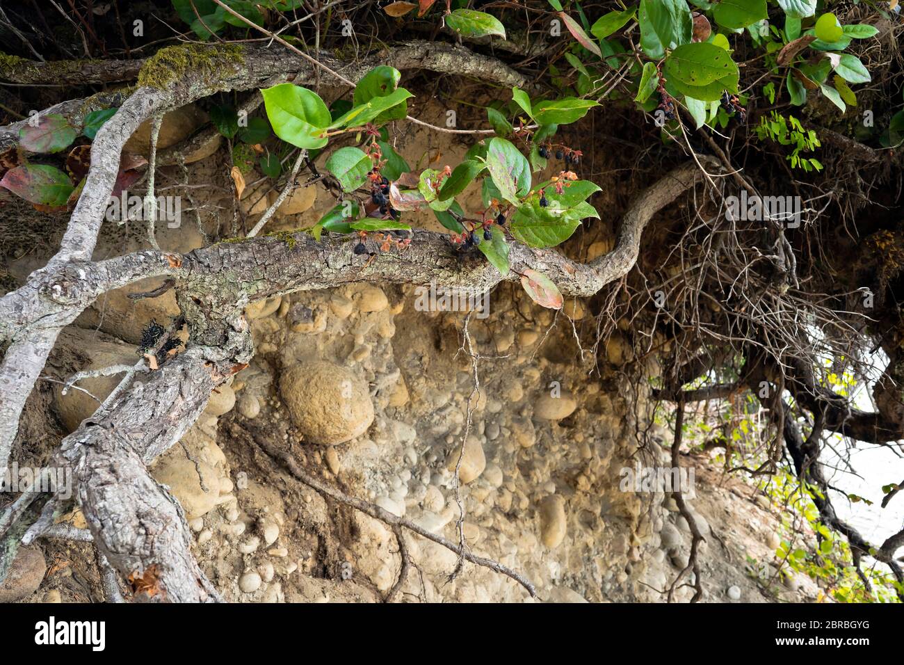 Le radici aperte delle piante sul pendio sabbioso della costa ripida di un lago di montagna, spazzate via sabbia sbriciolata esponendo rizomi aggrappati di pla costiera Foto Stock