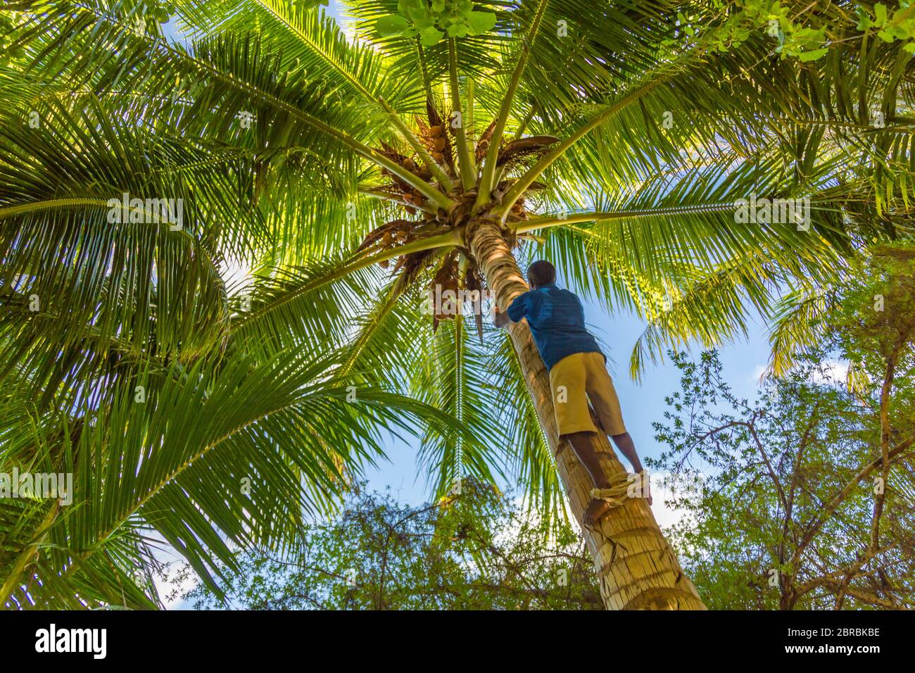 Uomo Climbing Cocos Harvester raccoglie il tronco di palme da cocco. Ceylon Coconut piantagione industria. Palme da cocco nelle Maldive Foto Stock