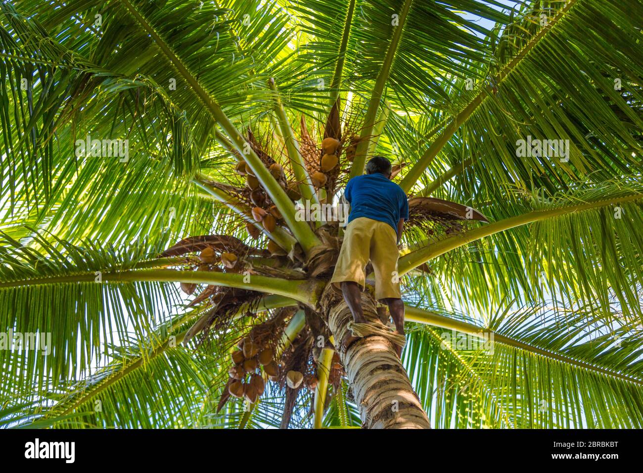 Uomo Climbing Cocos Harvester raccoglie il tronco di palme da cocco. Ceylon Coconut piantagione industria. Palme da cocco nelle Maldive Foto Stock