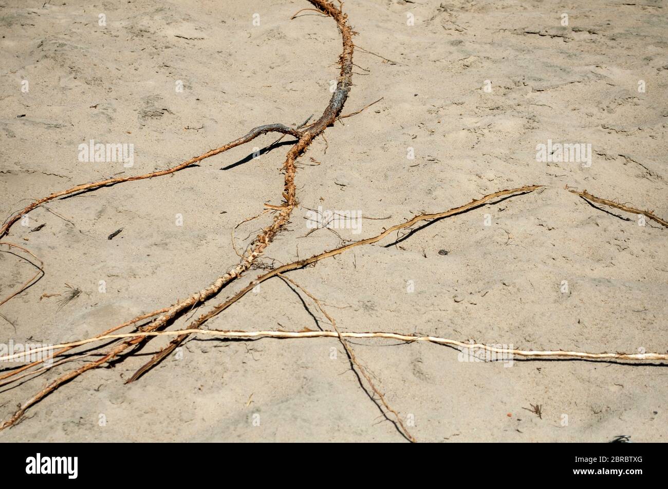 Sabbia sporca, sfondo sabbioso primo piano in una giornata di sole primavera. Sulla cima della sabbia si trova una sottile radice di pino marrone chiaro Foto Stock