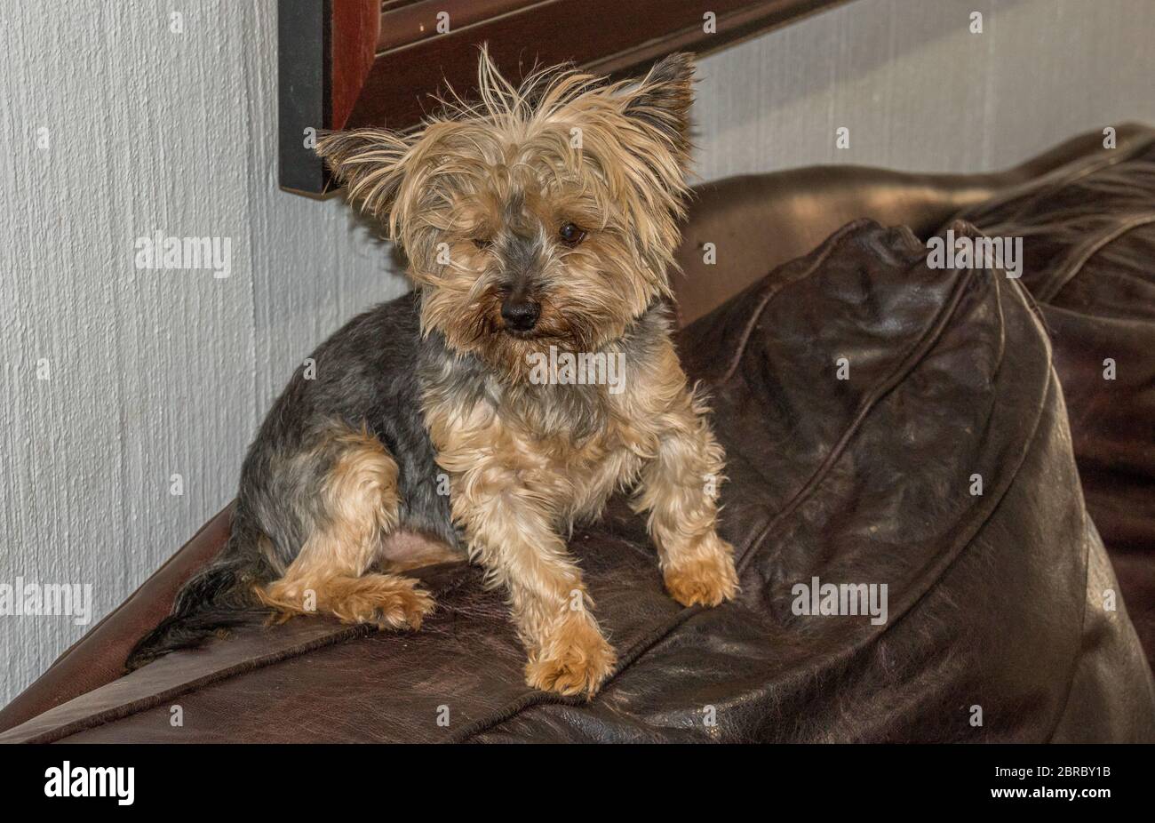 Un piccolo cane marrone sconosciuto si siede sullo schienale di un divano in pelle all'interno immagine in formato orizzontale Foto Stock