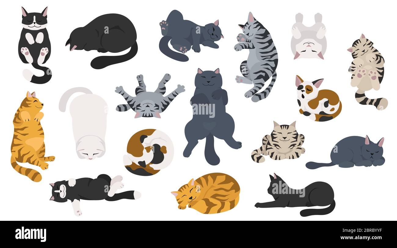 Dormire gatti pone. Design piatto di diversi colori, stile semplice. Illustrazione vettoriale Illustrazione Vettoriale Dormire gatti pone. Design piatto di diversi colori, stile semplice. Illustrazione vettoriale Illustrazione Vettoriale